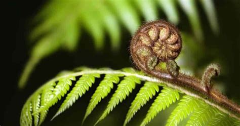 What animal eats ferns?