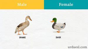 What animal gender is duck?