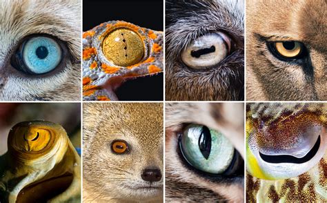 What animal has 11 eyes?