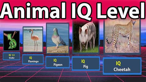 What animal has 25 IQ?