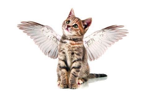 What animal has Angel Wings?