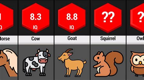 What animal has highest IQ?