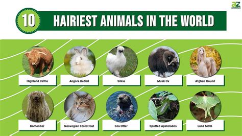 What animal has the best fur?