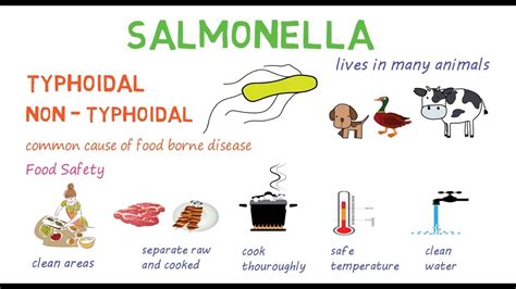 What animal has the most Salmonella?