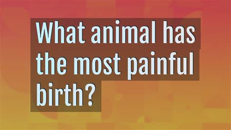 What animal has the most painful birth?