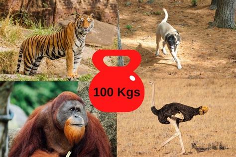 What animal is 200 pounds 90 kg?