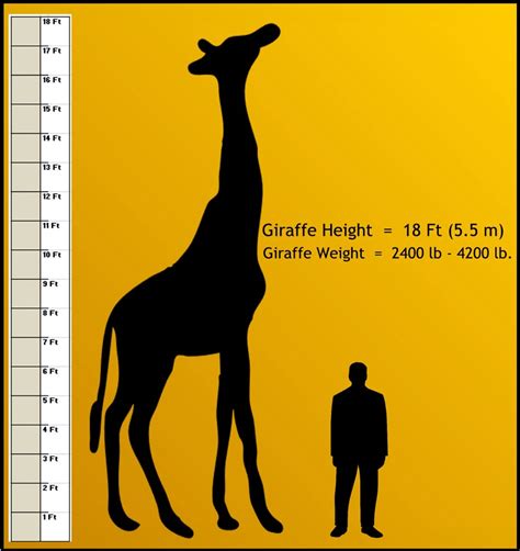 What animal is 3ft tall?