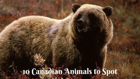 What animal is important to Canada?