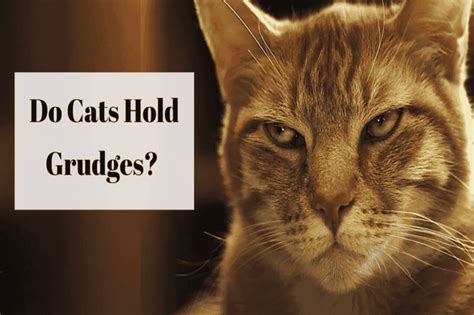 What animal is known for holding a grudge?