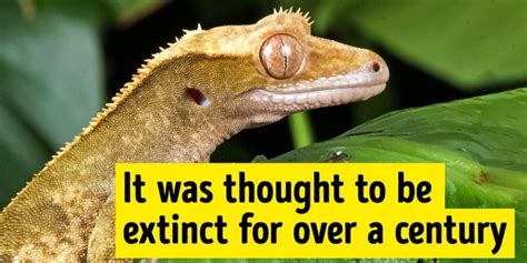 What animal is not extinct anymore?