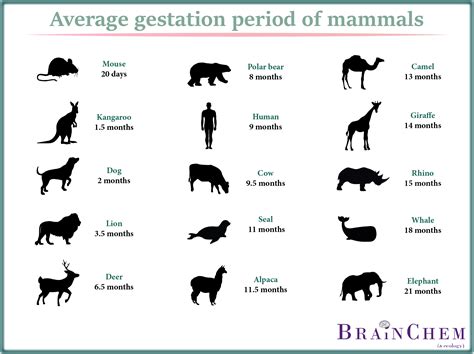 What animal is pregnant for 600 days?