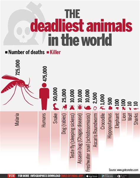 What animal kills the most humans?