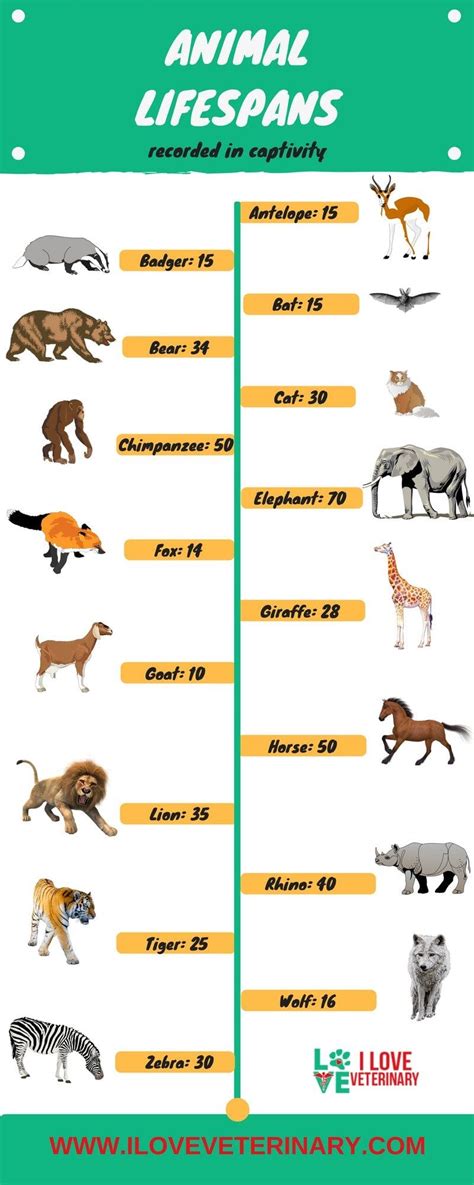 What animal lives for 6 years?