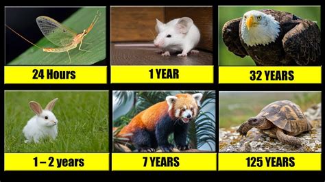 What animal lives the shortest?