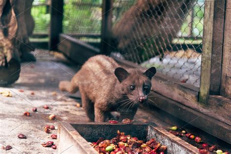 What animal only eats coffee?