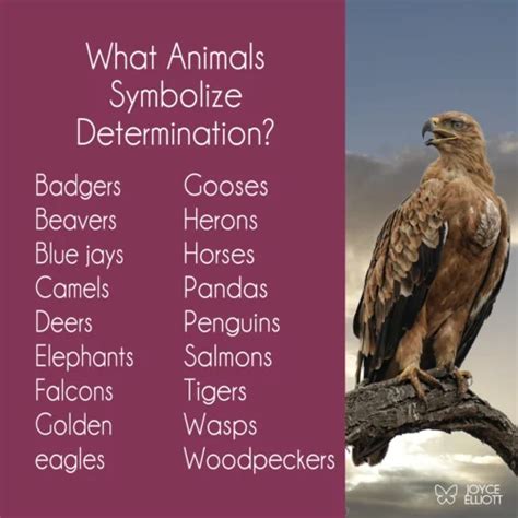What animal represents anarchy?