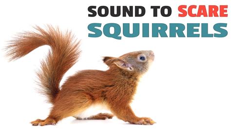 What animal scares squirrels?