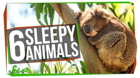 What animal sleeps 90% of its life?