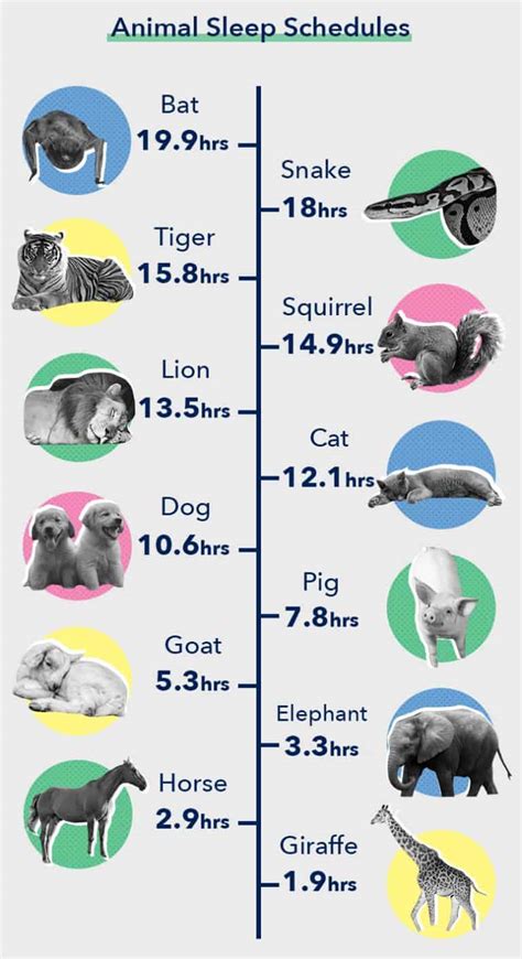 What animal sleeps for 2 hours?