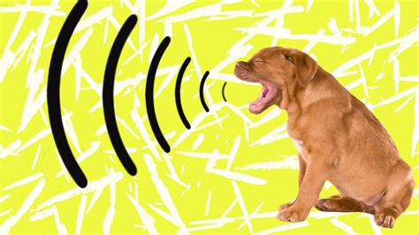 What animal sounds like a barking dog at night?