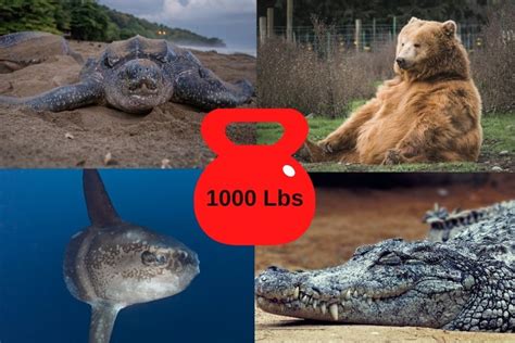 What animal weighs 1,000kg?