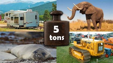 What animal weighs 10 tons?