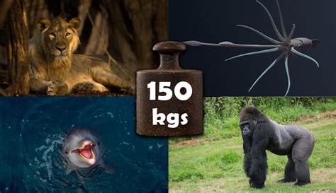 What animal weighs 60kg?