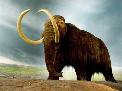 What animal went extinct first?