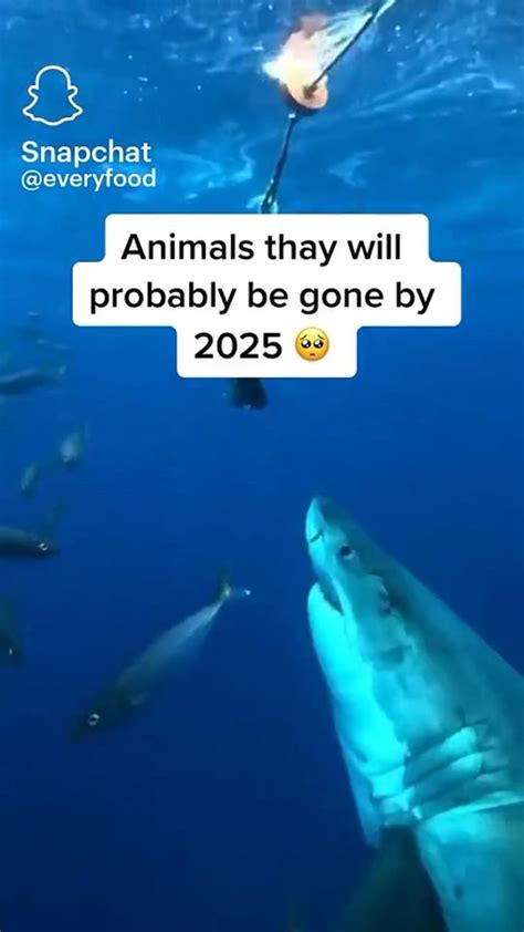 What animal will be gone in 2025?