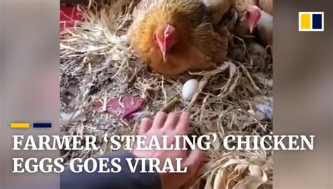 What animal will steal chicken eggs?