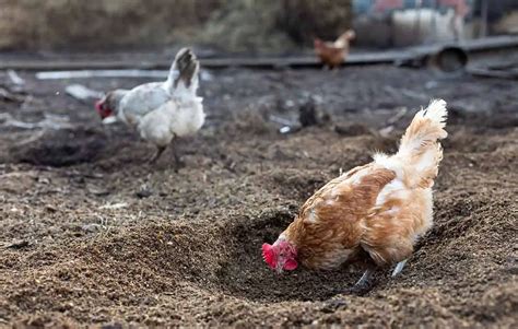 What animal would bury a chicken egg?