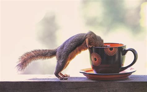 What animals Cannot drink coffee?