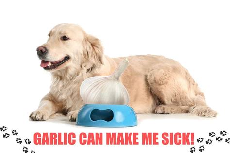 What animals Cannot eat garlic?