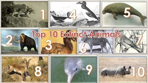 What animals are extinct in 2050?