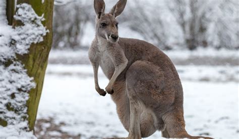 What animals are in Australia in the winter?