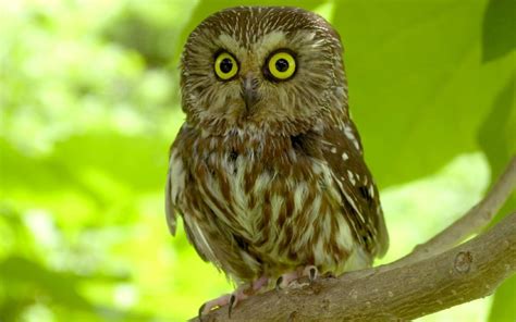 What animals are scared of owls?