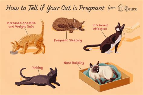 What animals can tell you're pregnant?