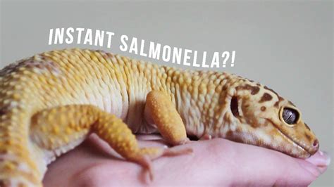 What animals carry Salmonella?