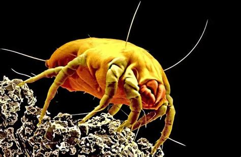 What animals carry mites?