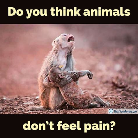 What animals don't feel pain?