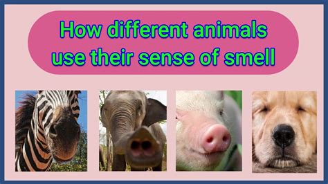 What animals don't like the smell of lemon?