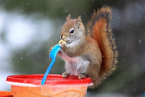 What animals eat squirrels in Canada?