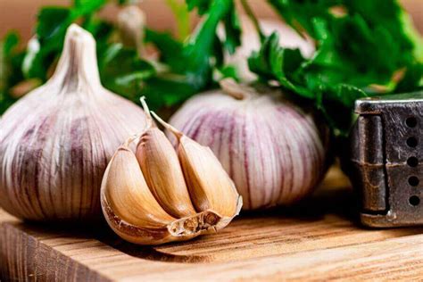 What animals hate the smell of garlic?
