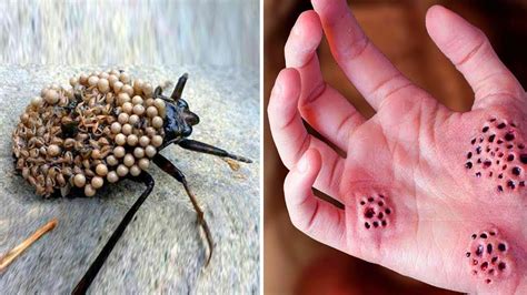 What animals have the most painful sting?
