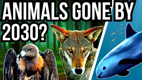 What animals is 2030?