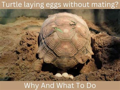 What animals lay eggs without mating?