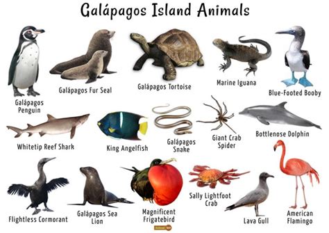 What animals live on a deserted island?