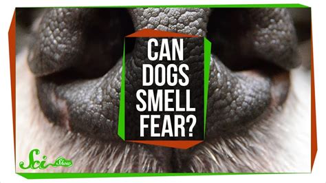 What animals smells fear?