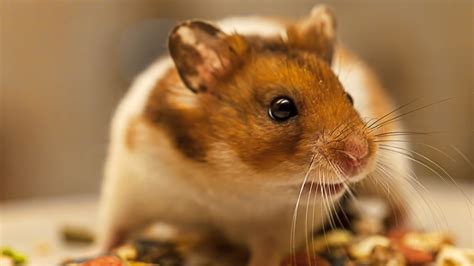 What annoys a hamster?