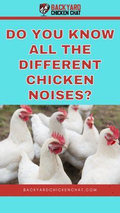 What annoys chickens?